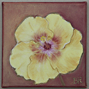 Helen Sanders Winterblüte