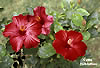 Blumen-Villa-Hibiskus