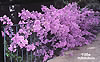 Blumen-Villa-Hibiskus