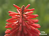 Blumen-Villa-Hibiskus