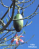 Blumen-Villa-Hibiskus