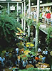 Funchal-Villa-Hibiskus