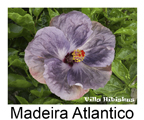 Madeira Atlantico