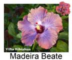 Madeira Beate