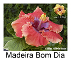 Madeira Bom Dia