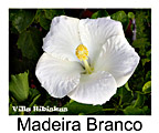 Madeira Branco