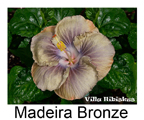 Madeira Bronze