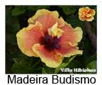 Madeira Budismo