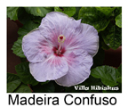 Madeira Confuso