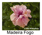 Madeira Fogo