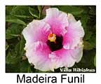 Madeira Funil