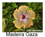 Madeira Gaza