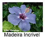 Madeira Incrivel