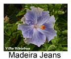 Madeira Jeans