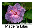 Madeira Lilas