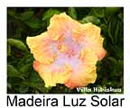 Madeira Luz Solar