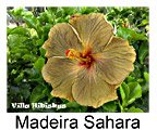 Madeira Sahara
