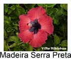 Madeira Serra Preta