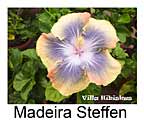 Madeira Steffen