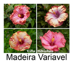 Madeira Variavel