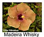 Hibiskus rosa sinensis Madeira Whisky