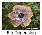 Hibiskus rosa sinensis 5th Dimension