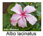 Hibiskus rosa sinensis Albo lacinatus