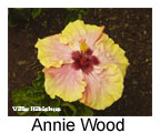 Hibiskus rosa sinensis Anie Wood