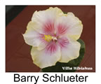 Hibiskus rosa sinensis Barry Schlueter