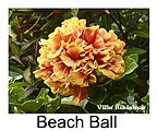 Hibiskus rosa sinensis Beach Ball