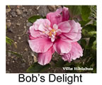 Hibiskus rosa sinensis Bobs Delight