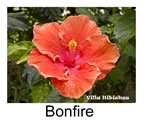 Hibiskus rosa sinensis Bonfire