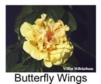 Hibiskus rosa sinensis Butterfly Wings