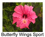 Hibiskus rosa sinensis Butterfly Wings Sport