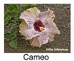 Hibiskus rosa sinensis Cameo