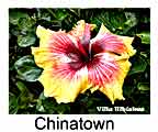 Hibiskus rosa sinensis Chinatown