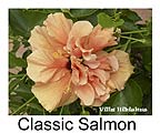 Hibiskus rosa sinensis Classic Salmon