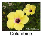 Hibiskus rosa sinensis Columbine