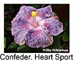 Hibiskus rosa sinensis Confederate Heart Sport