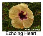  Hibiskus rosa sinensis Echoing Heart