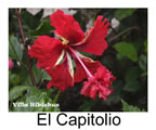  Hibiskus rosa sinensis El Capitolio