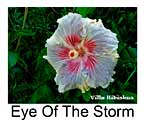 Hibiskus rosa sinensis Eye Of The Storm