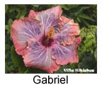  Hibiskus rosa sinensis Gabriel