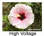  Hibiskus rosa sinensis High Voltage