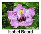  Hibiskus rosa sinensis Isobel Beard