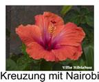 Hibiskus rosa sinensis JFG x Nairobi