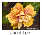 Hibiskus rosa sinensis Janet Lee