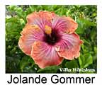 Hibiskus rosa sinensis Jolande Gommer