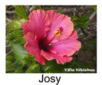 Hibiskus rosa sinensis Josy