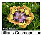 Hibiskus rosa sinensis Lillians Cosmopolitan